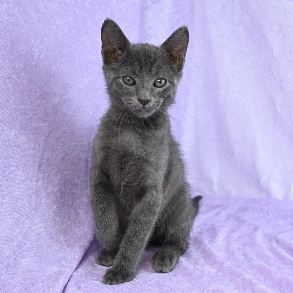 Wilder, a Adoptable mixed breed in Mobile, AL image 3/6