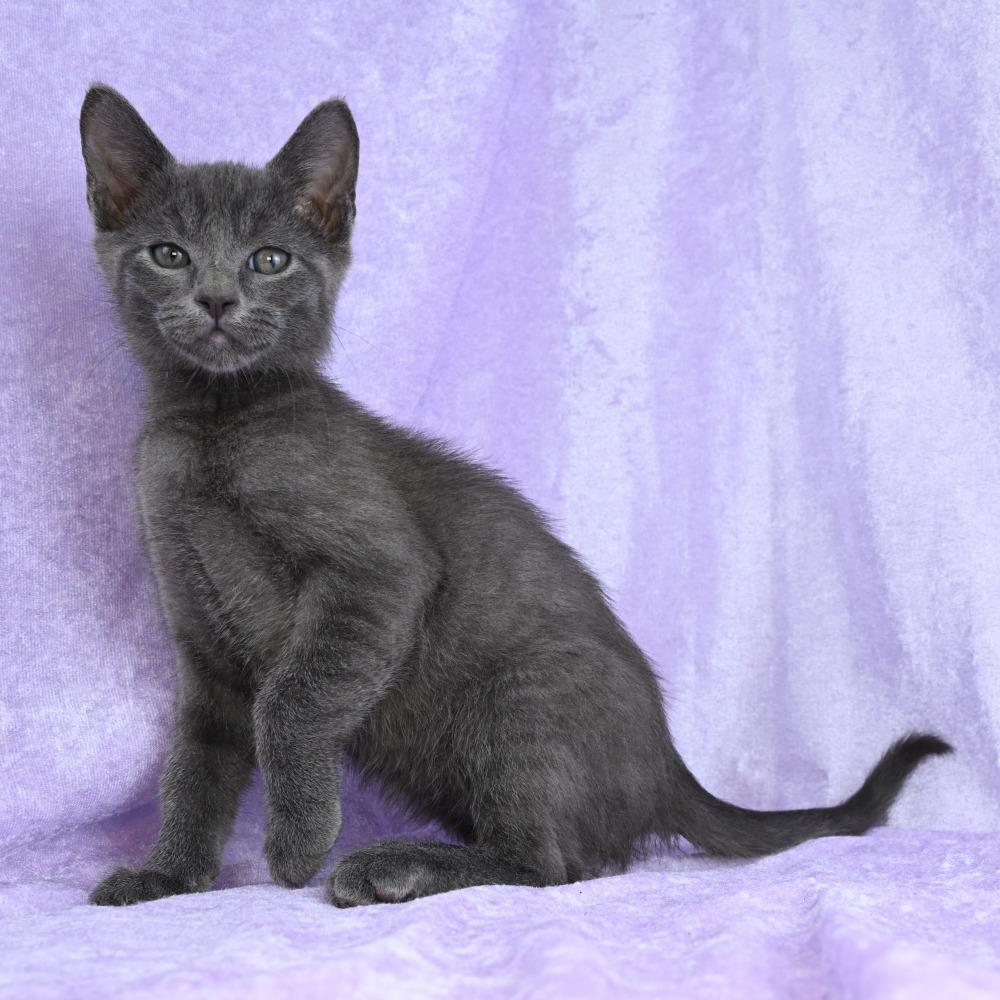 Wilder, a Adoptable mixed breed in Mobile, AL image 4/6