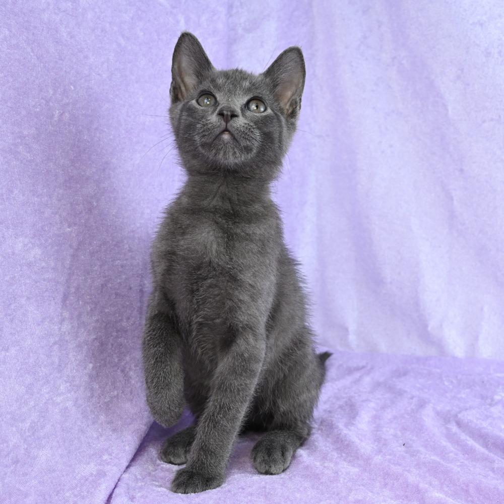 Wilder, a Adoptable mixed breed in Mobile, AL image 5/6