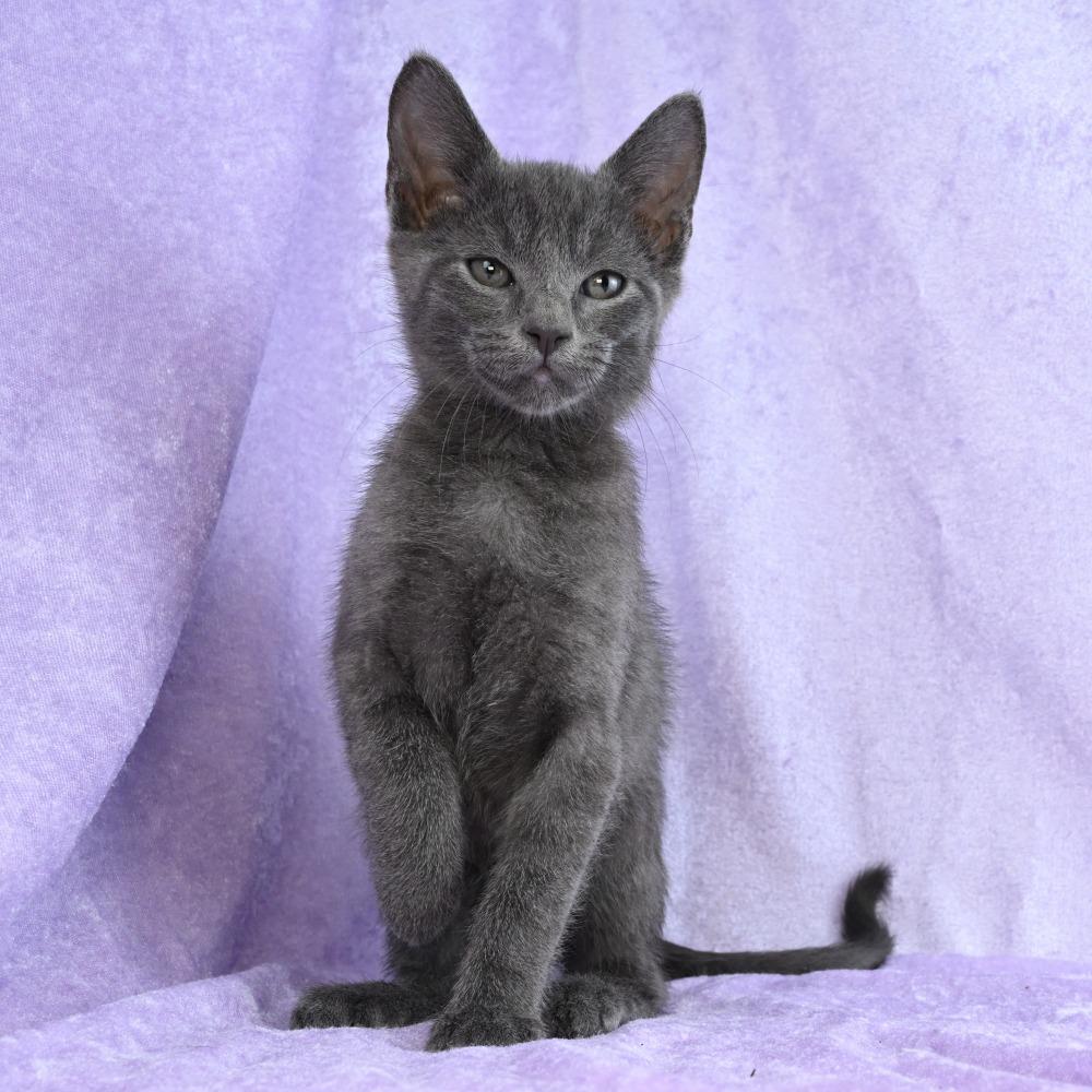 Wilder, a Adoptable mixed breed in Mobile, AL image 6/6
