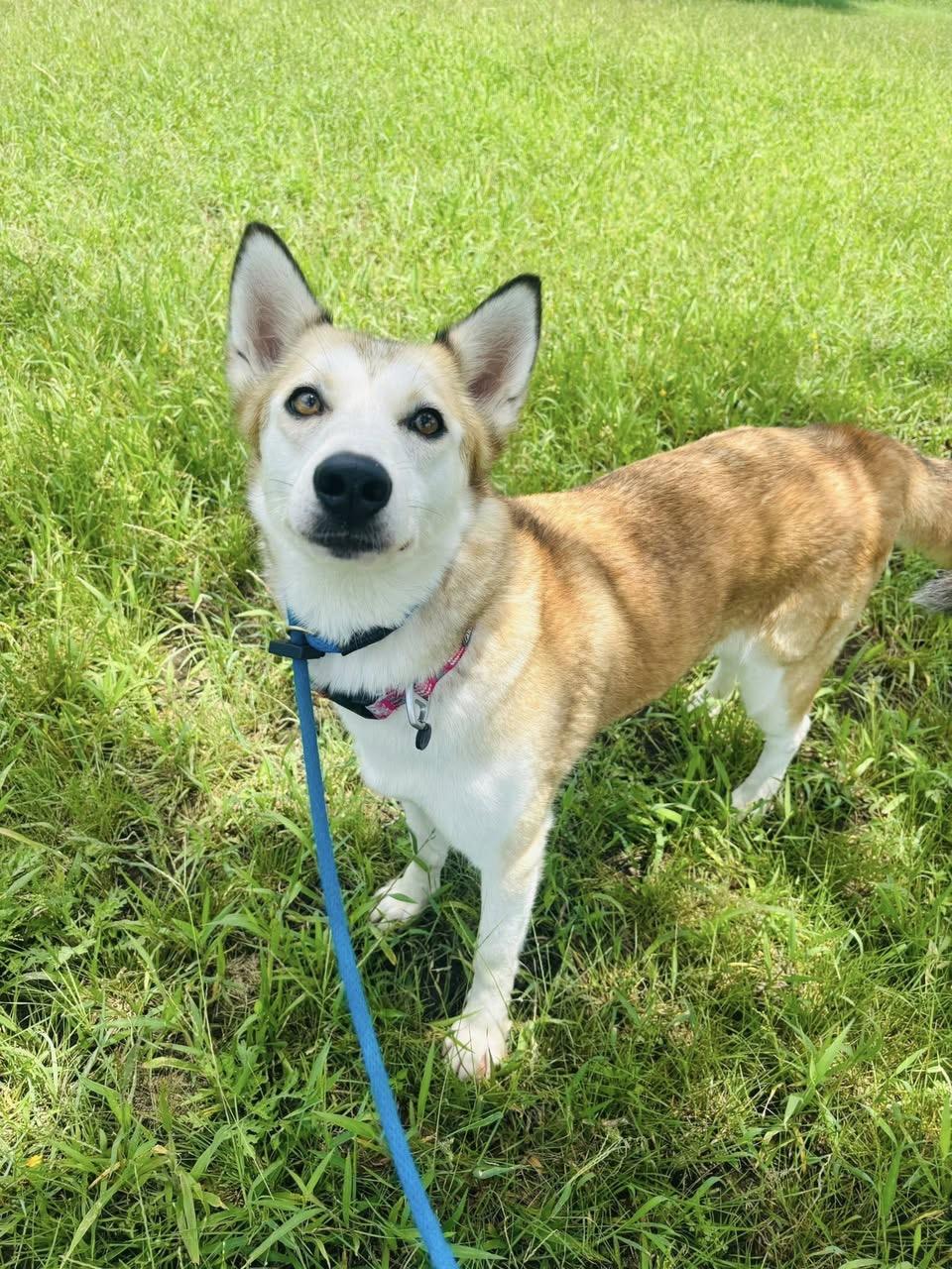 Enlarge Nikida, a Adoptable mixed breed in Gatesville, TX image 3/3