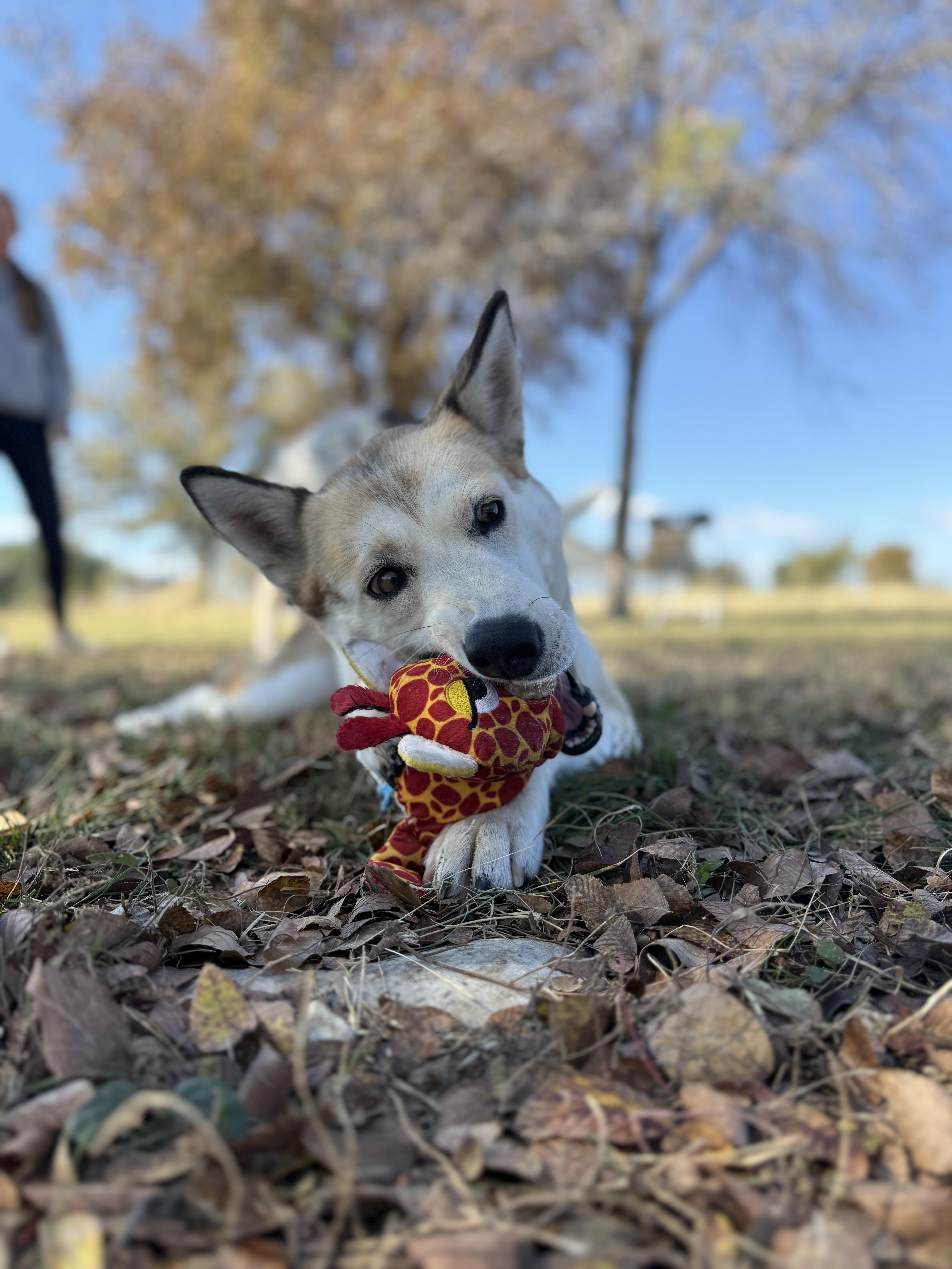 Enlarge Nikida, a Adoptable mixed breed in Gatesville, TX image 1/3