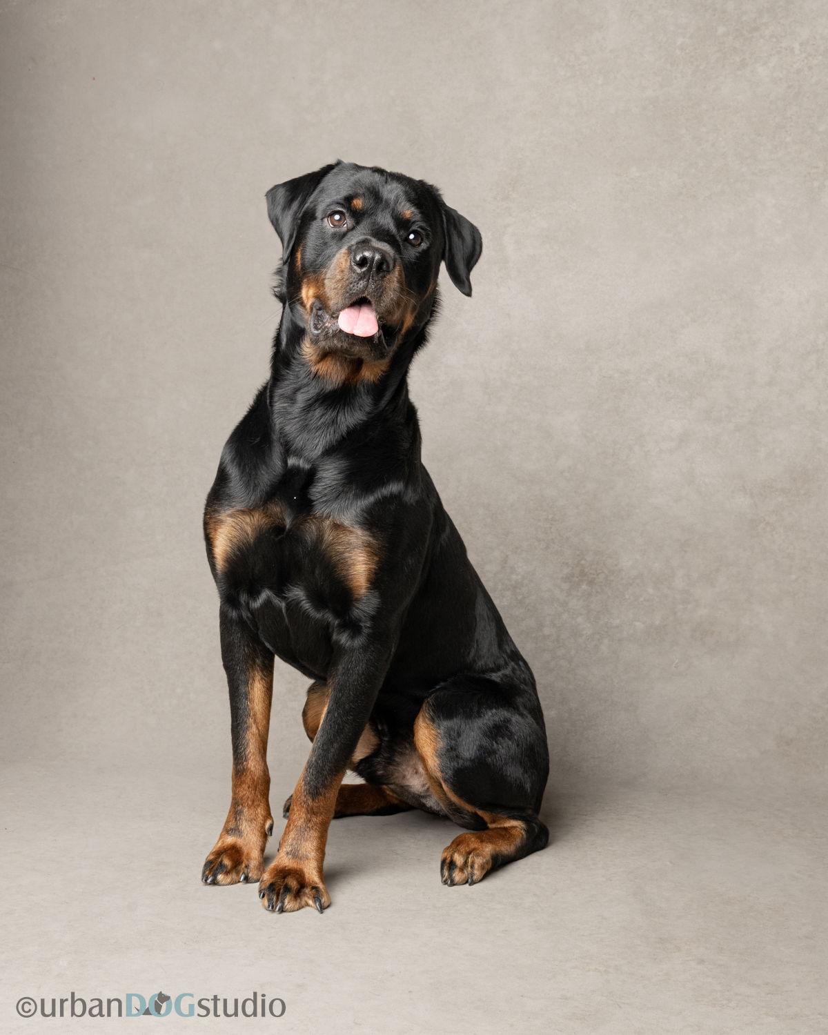 Romeo - M, a Adoptable Rottweiler in Tampa, FL image 1/3