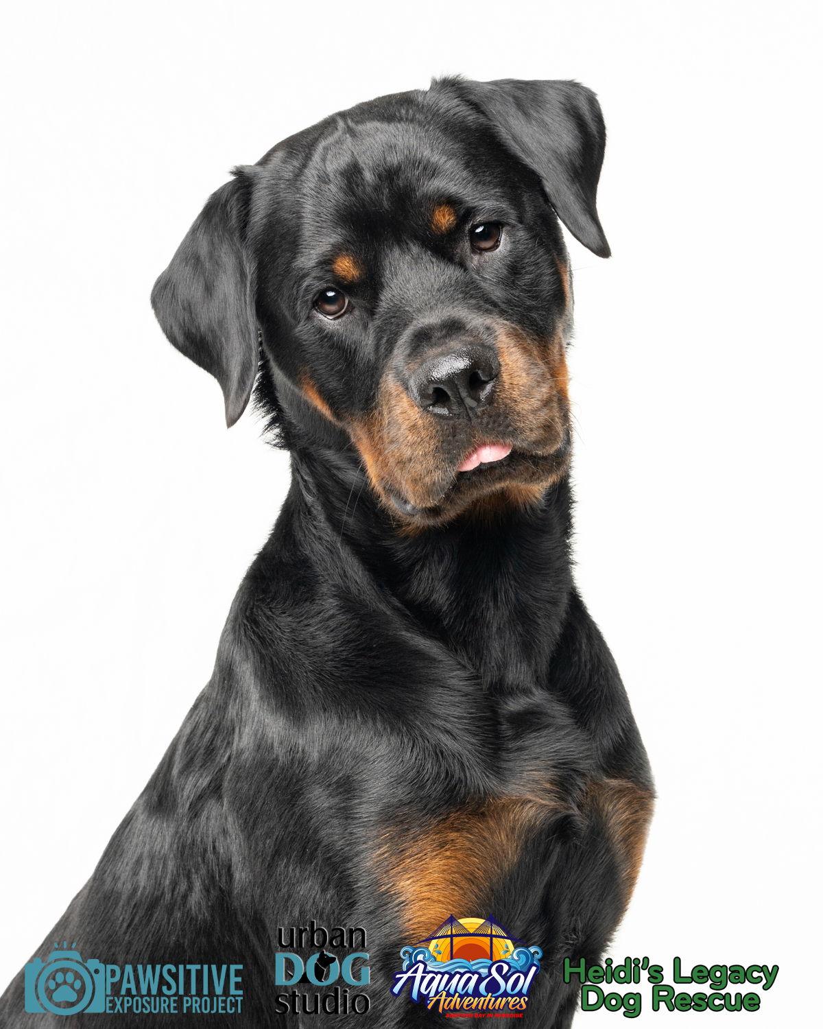 Romeo - M, a Adoptable Rottweiler in Tampa, FL image 2/3