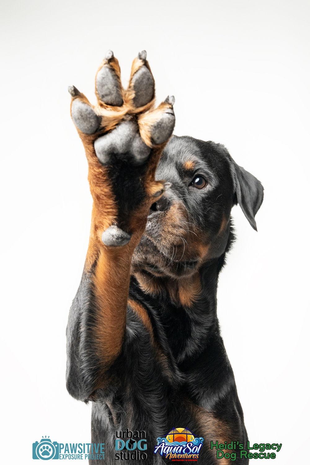 Romeo - M, a Adoptable Rottweiler in Tampa, FL image 3/3