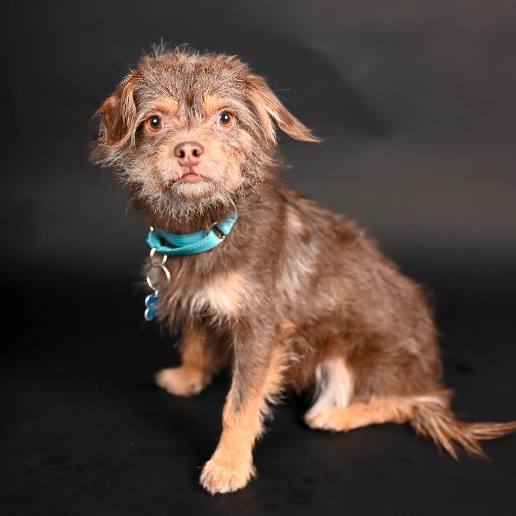 Toto, Adoptable, Young Male Terrier.