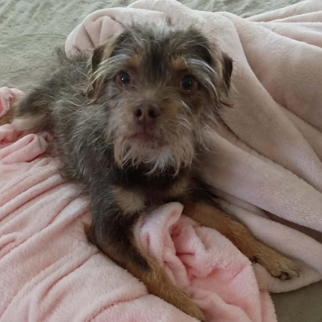 Enlarge Toto, a Adoptable Terrier in Austell, GA image 3/4