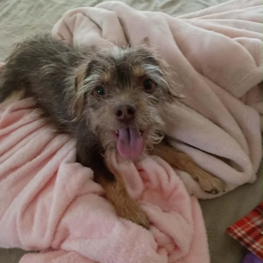 Enlarge Toto, a Adoptable Terrier in Austell, GA image 4/4