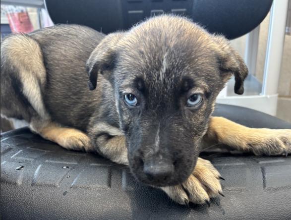 Enlarge Cantaloupe, a Adoptable mixed breed in Richardson, TX image 1/1