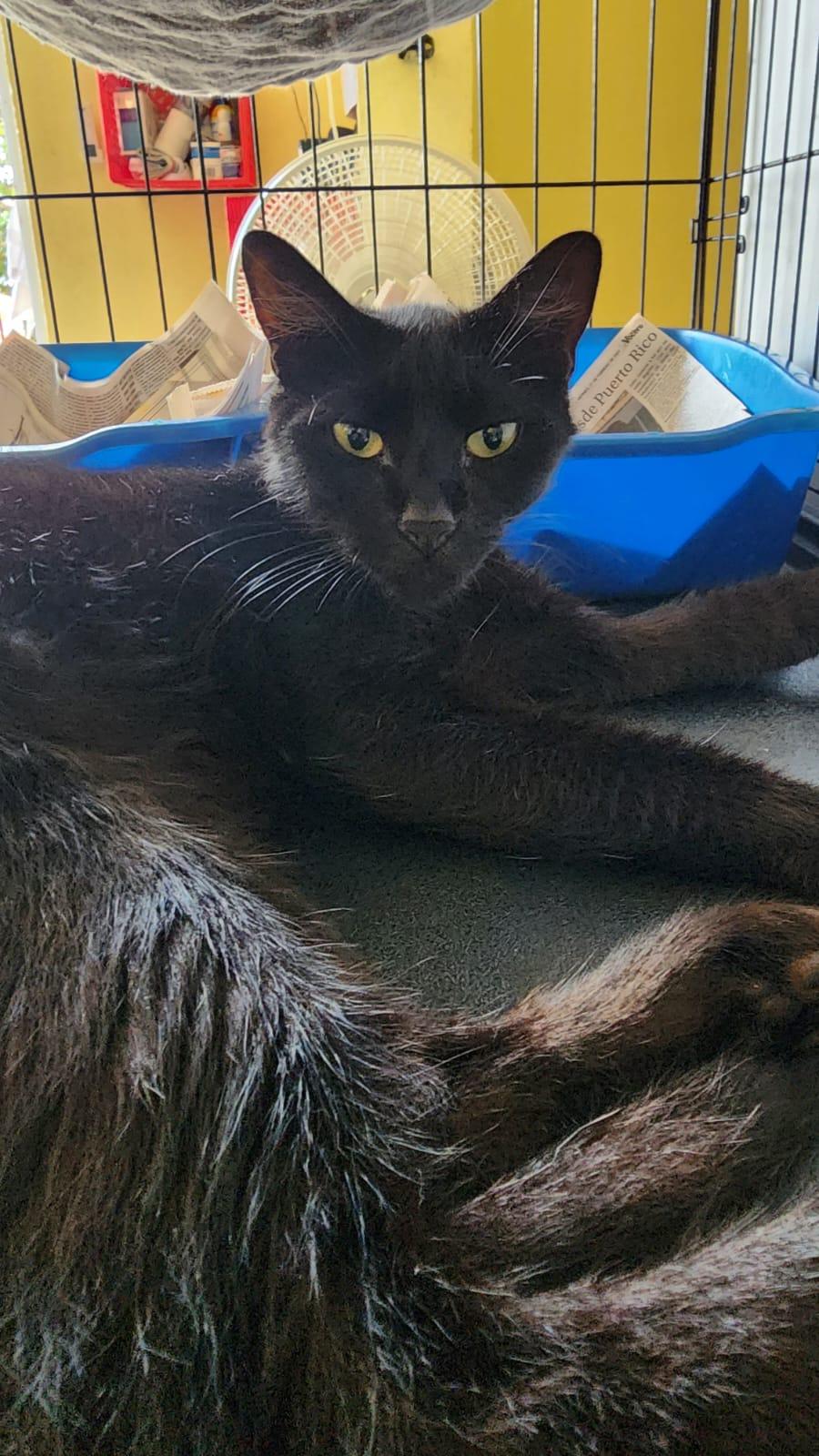 Soot, an adoptable Domestic Medium Hair in San Juan, PR, 00926 | Photo Image 1