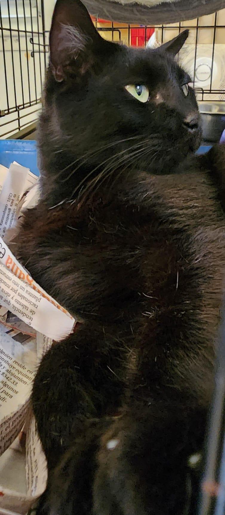 Soot, an adoptable Domestic Medium Hair in San Juan, PR, 00926 | Photo Image 3