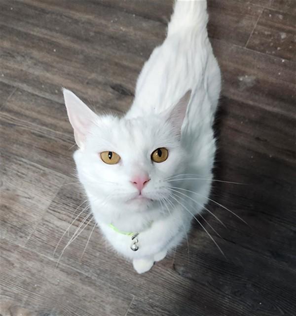 BRIDGETTE, Adoptable, Adult Female Domestic Short Hair.