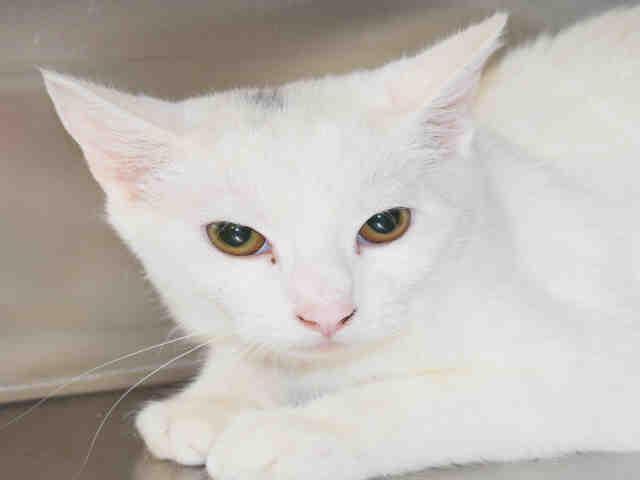 BRIDGETTE, Adoptable, Adult Female Domestic Short Hair.