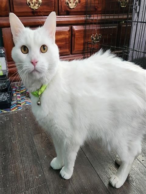 Enlarge BRIDGETTE, a Adoptable Domestic Short Hair in Westminster, MD image 1/1