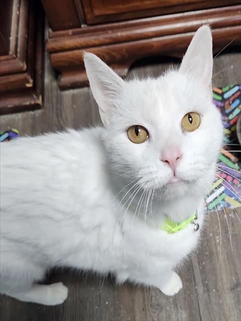 Enlarge BRIDGETTE, a Adoptable Domestic Short Hair in Westminster, MD image 1/1