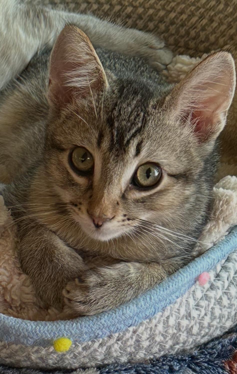 Meet Captain - A Sweetheart Waiting to Trust You, a ADOPTABLE Domestic Short Hair in Prescott, AZ image 1/6