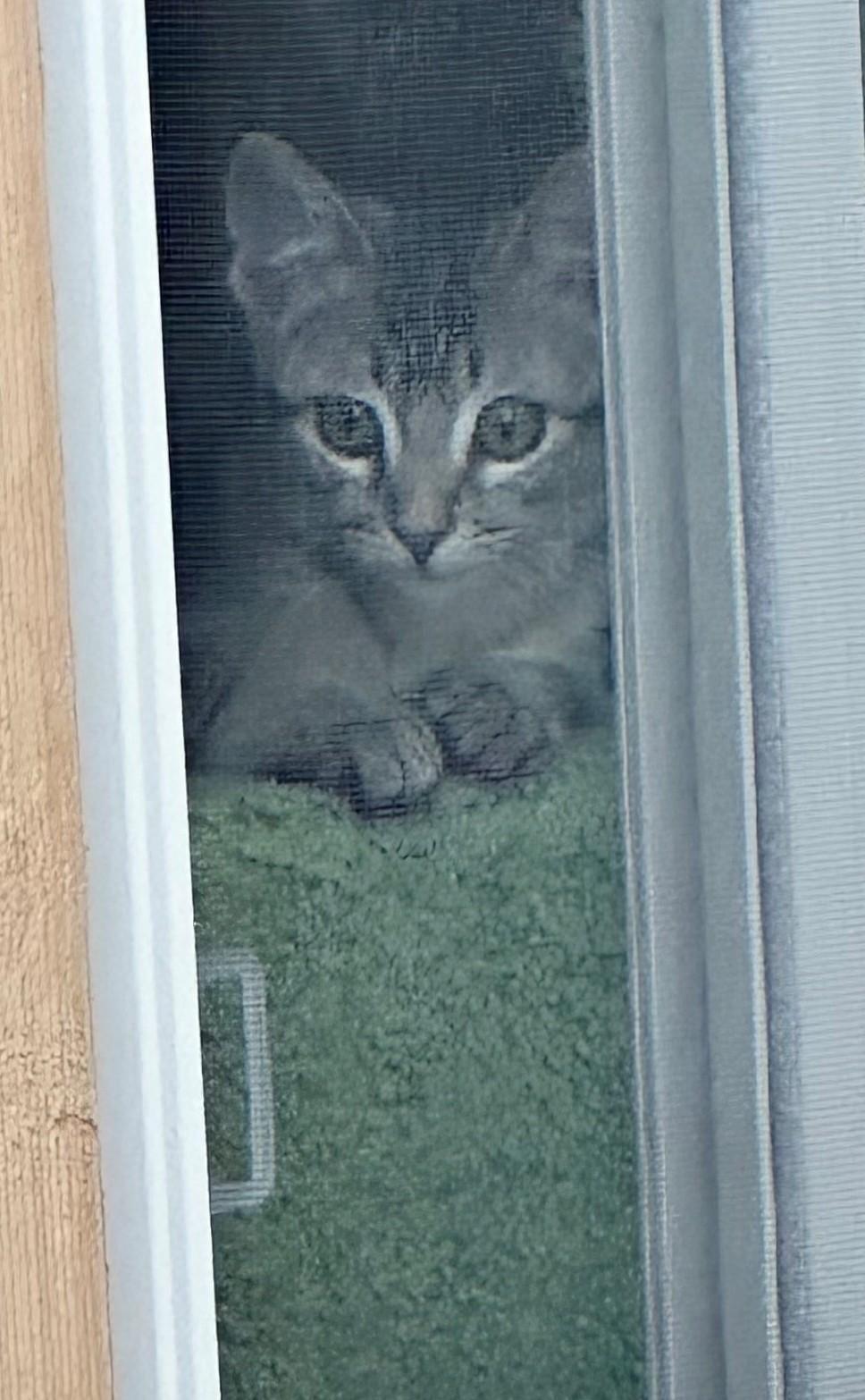 Meet Captain - A Sweetheart Waiting to Trust You, a ADOPTABLE Domestic Short Hair in Prescott, AZ image 3/6