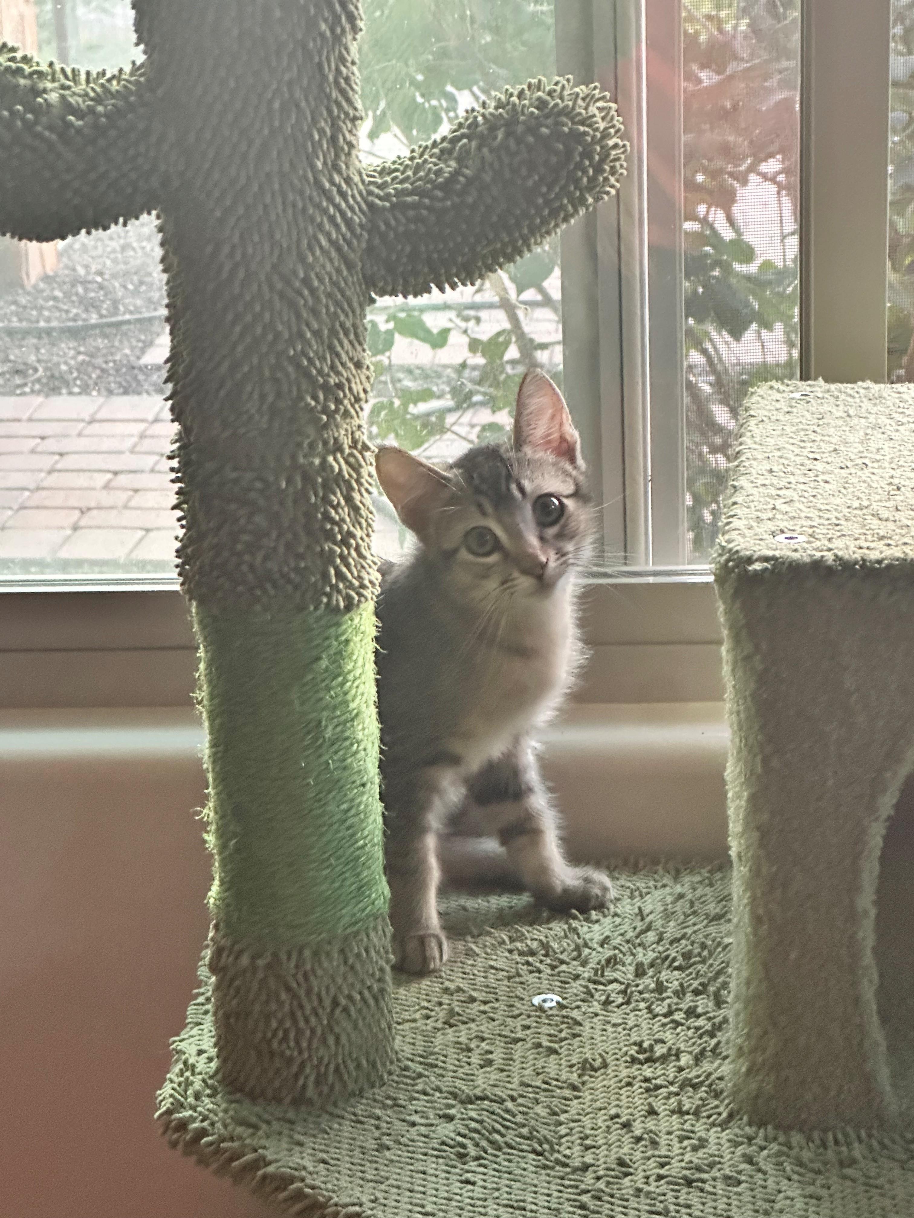 Meet Captain - A Sweetheart Waiting to Trust You, a ADOPTABLE Domestic Short Hair in Prescott, AZ image 4/6