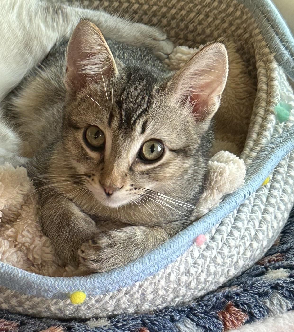 Meet Captain - A Sweetheart Waiting to Trust You, a ADOPTABLE Domestic Short Hair in Prescott, AZ image 5/6