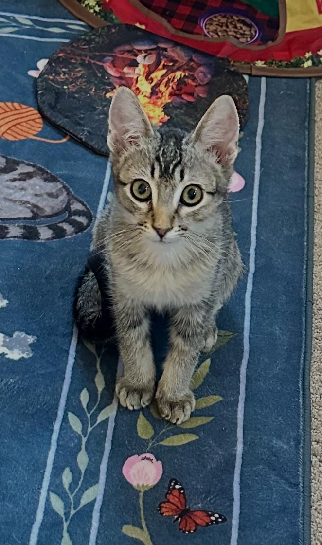 Meet Captain - A Sweetheart Waiting to Trust You, a ADOPTABLE Domestic Short Hair in Prescott, AZ image 6/6