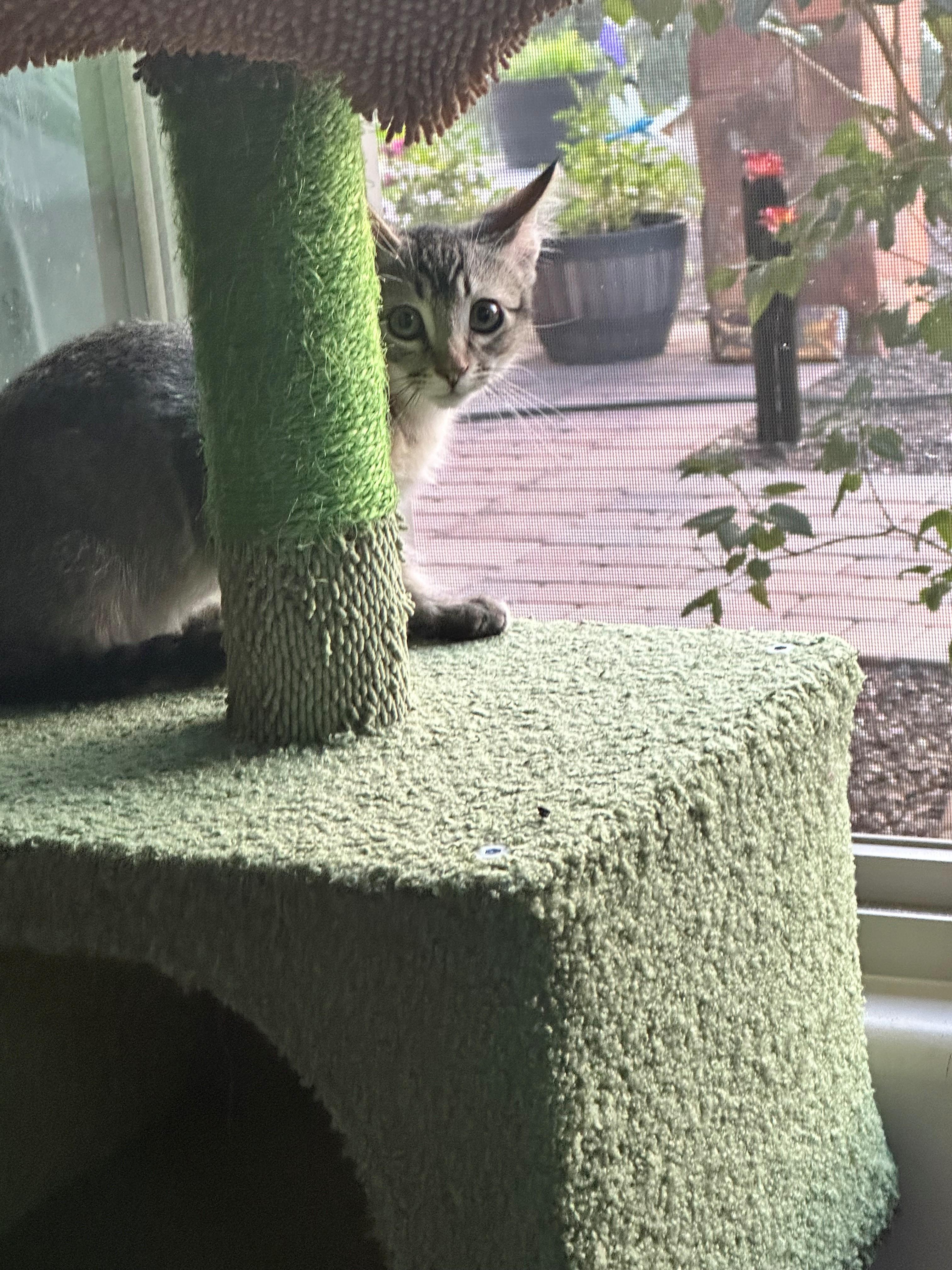 Meet Captain - A Sweetheart Waiting to Trust You, a ADOPTABLE Domestic Short Hair in Prescott, AZ image 2/6