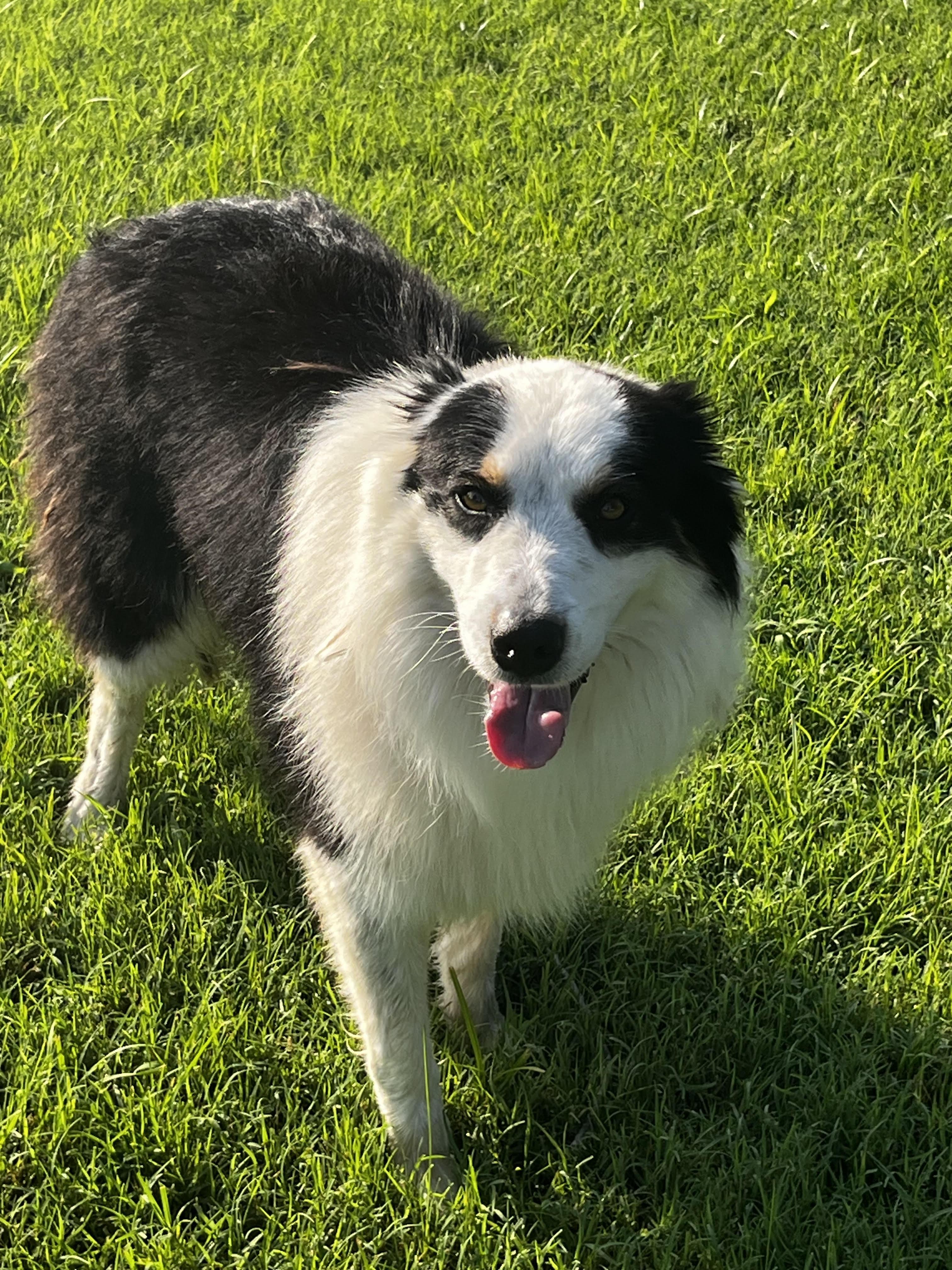 Cooper, Adopted, Young Male Australian Shepherd & Border Collie.