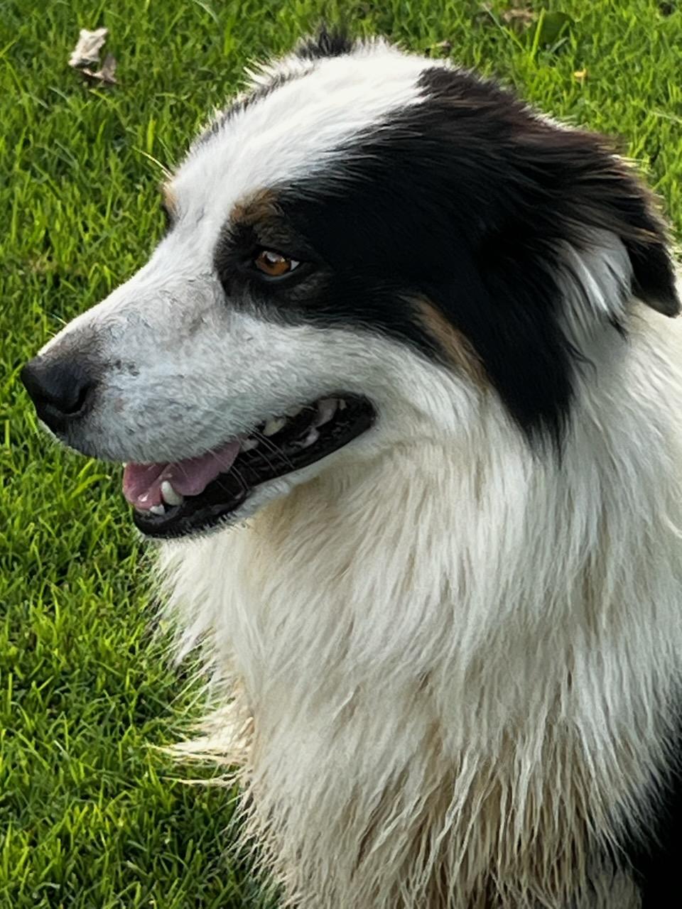 Enlarge Cooper, a Adopted mixed breed in White Settlement, TX image 2/3