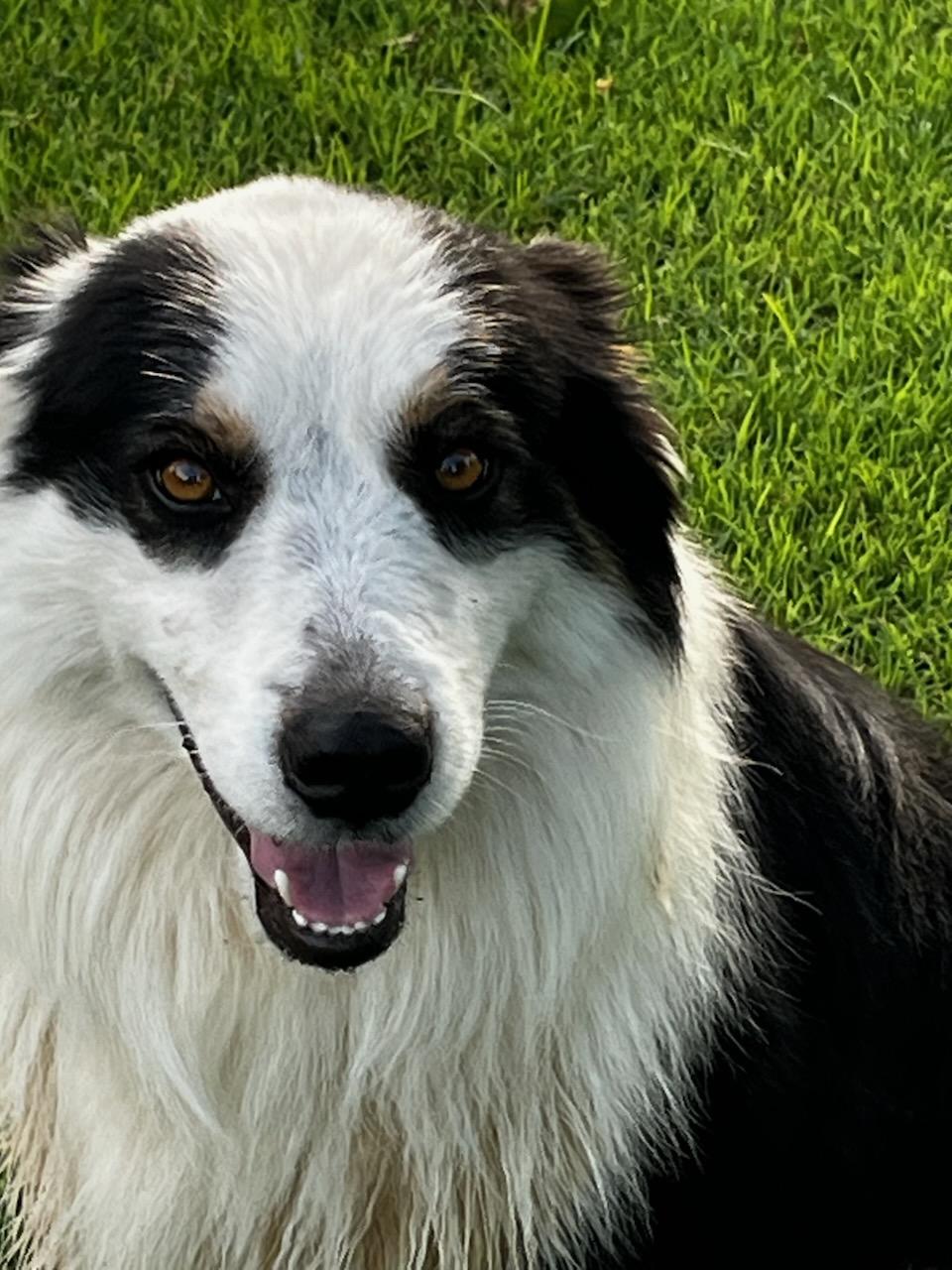 Enlarge Cooper, a Adopted mixed breed in White Settlement, TX image 3/3