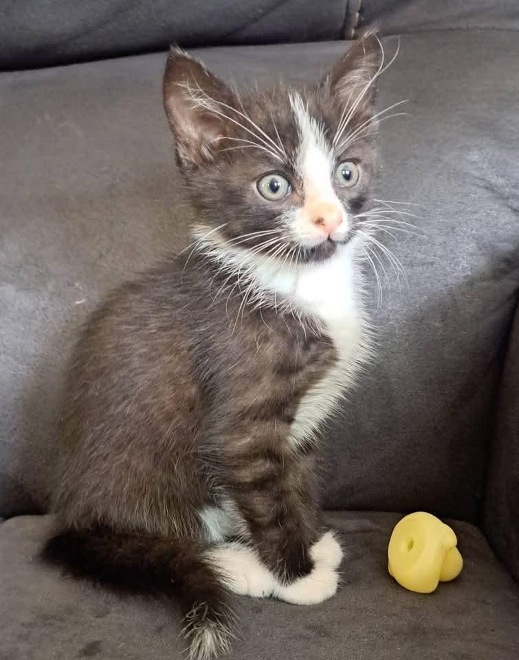 Enlarge Jasper, a Adoptable mixed breed in Grand Rapids, MN image 1/1