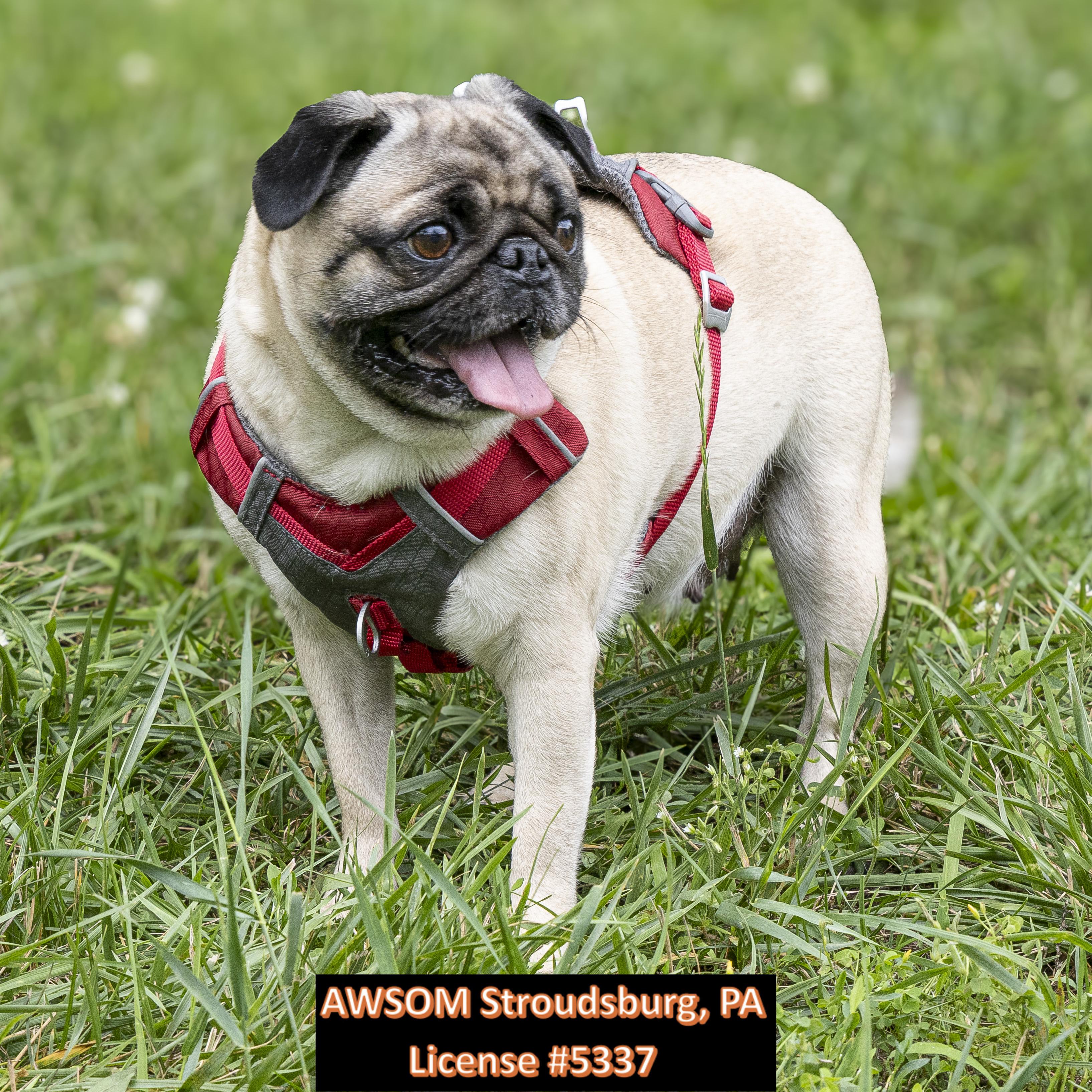 Rainy, ADOPTABLE, Adult Female Pug.