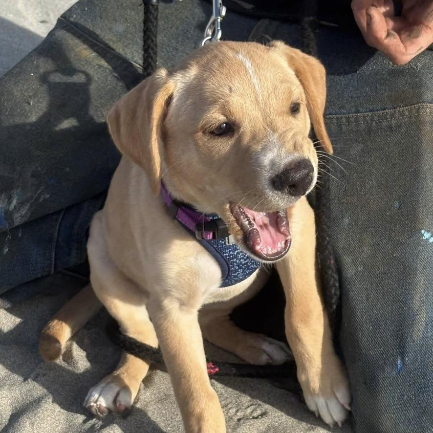 A.J., Adoptable, Puppy Female Yellow Labrador Retriever.