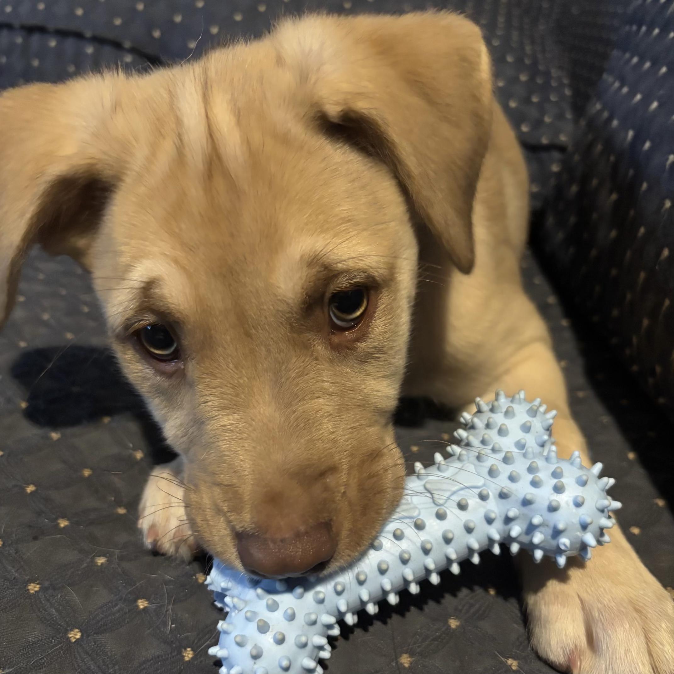 Enlarge A.J., a Adoptable mixed breed in Long Beach, WA image 2/3