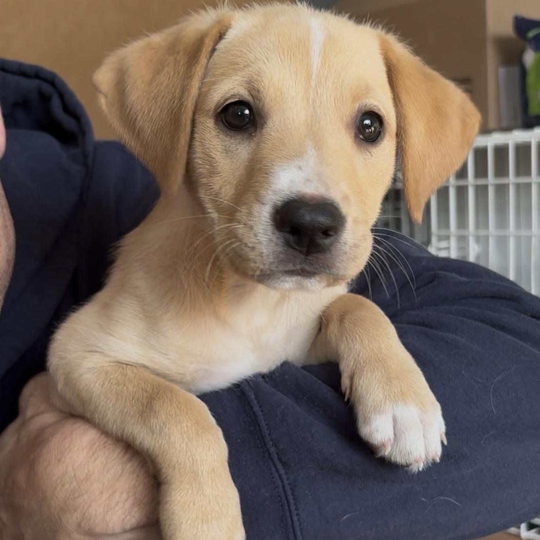 Enlarge A.J., a Adoptable mixed breed in Long Beach, WA image 3/3