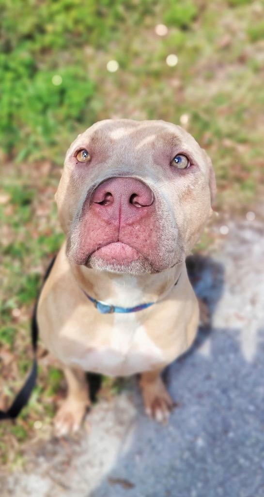 Enlarge Catarina-Big, Sweet Hugger!, a Adoptable Catahoula Leopard Dog in Fort Myers, FL image 2/6