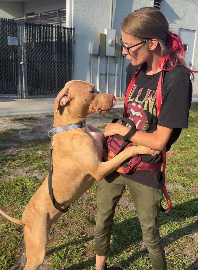 Enlarge Catarina-Big, Sweet Hugger!, a Adoptable Catahoula Leopard Dog in Fort Myers, FL image 3/6