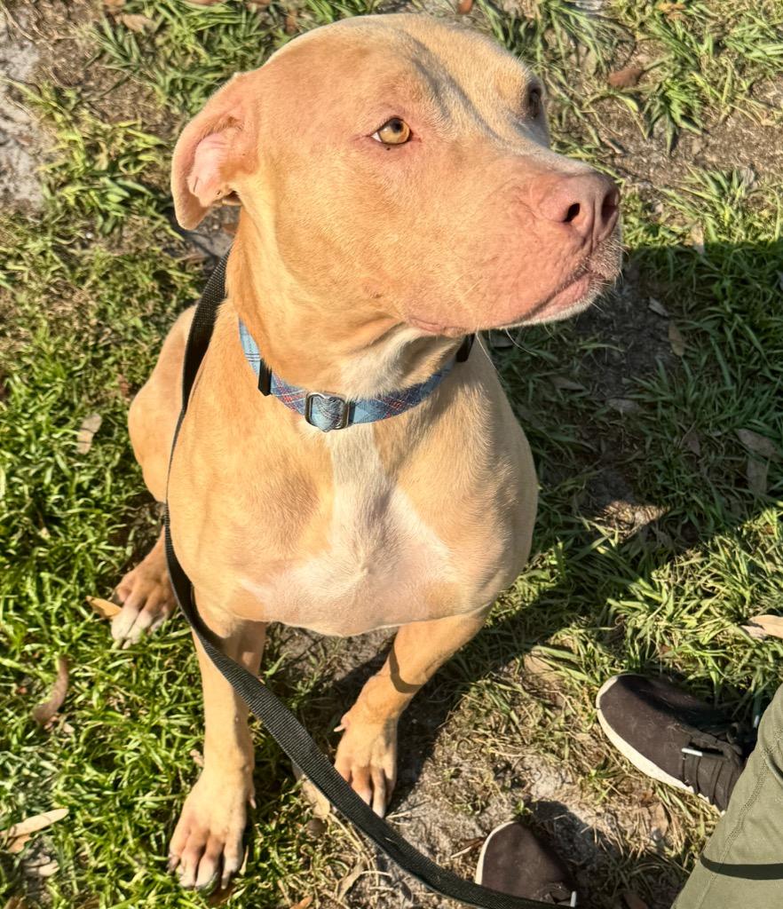 Enlarge Catarina-Big, Sweet Hugger!, a Adoptable Catahoula Leopard Dog in Fort Myers, FL image 1/6
