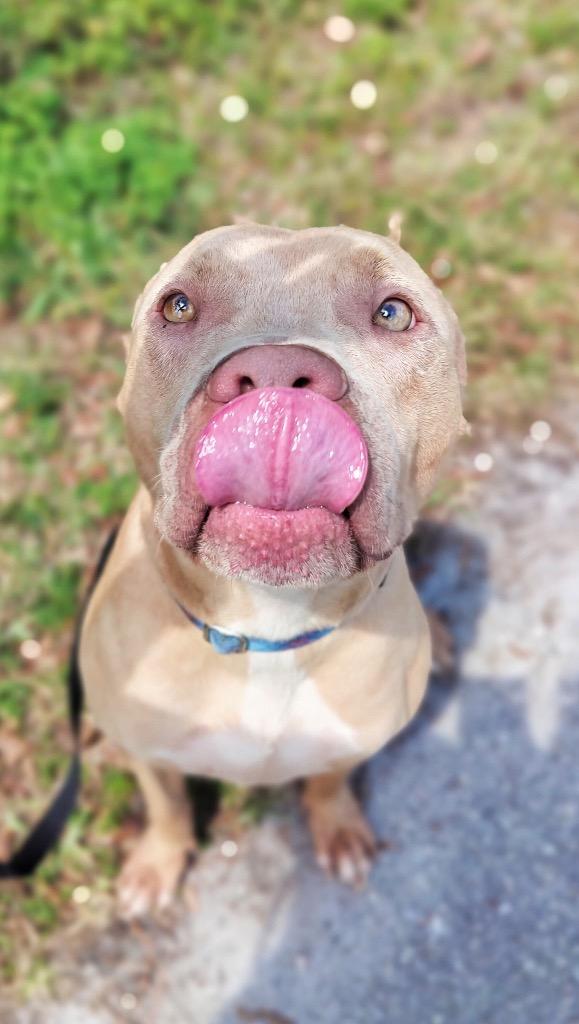 Enlarge Catarina-Big, Sweet Hugger!, a Adoptable Catahoula Leopard Dog in Fort Myers, FL image 4/6