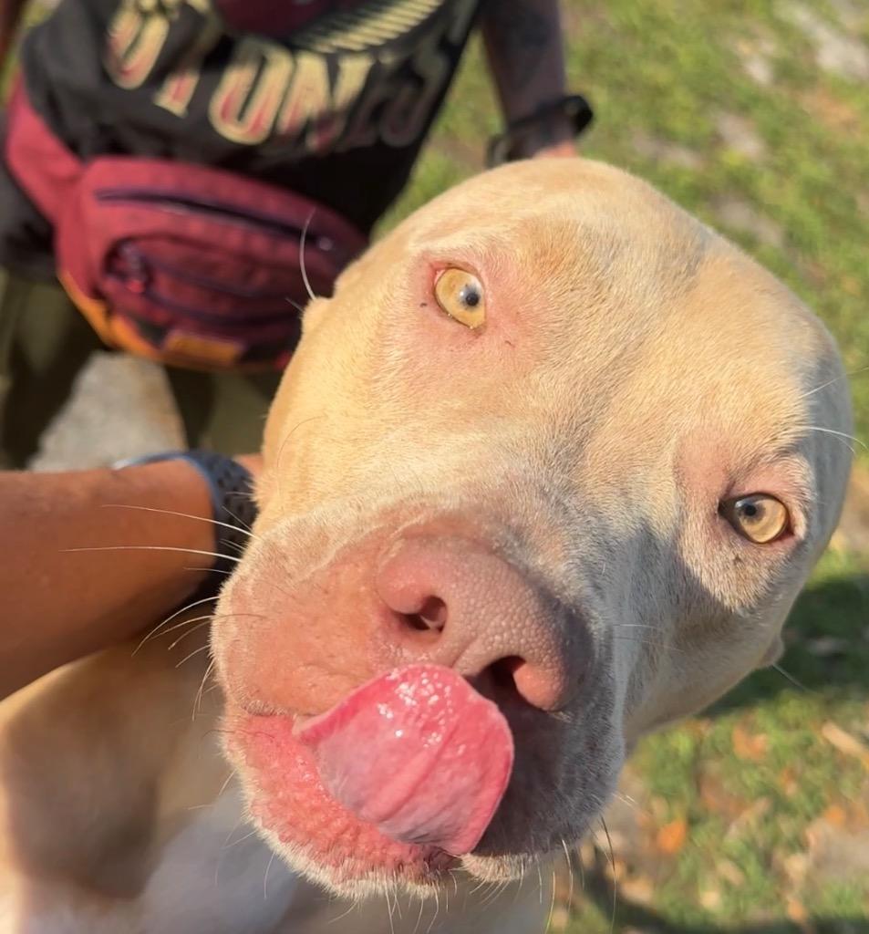 Enlarge Catarina-Big, Sweet Hugger!, a Adoptable Catahoula Leopard Dog in Fort Myers, FL image 5/6