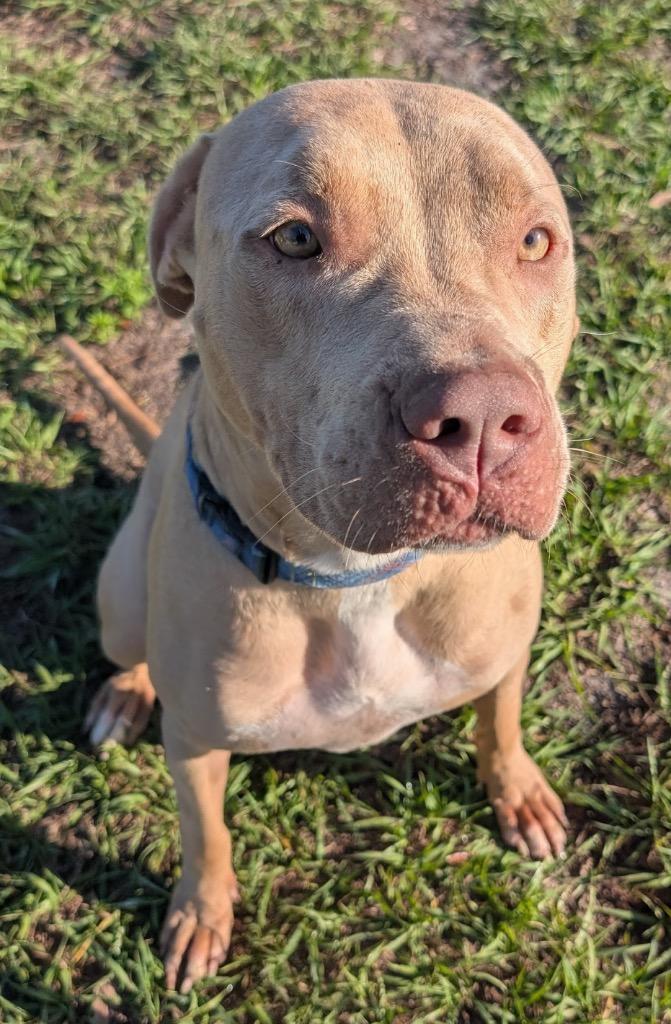 Enlarge Catarina-Big, Sweet Hugger!, a Adoptable Catahoula Leopard Dog in Fort Myers, FL image 6/6