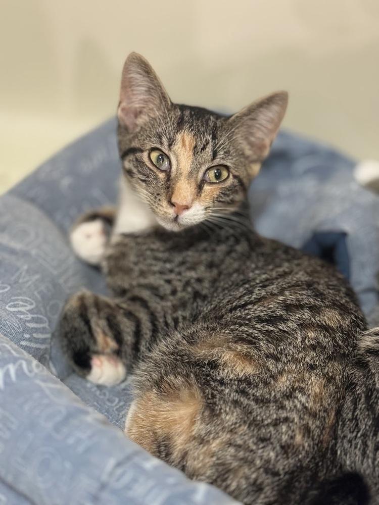 Cheddar, Adoptable, Kitten Female Domestic Short Hair.