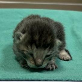Juri Han, Adoptable, Kitten Female Domestic Short Hair.