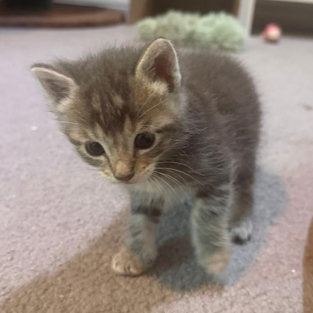 Juri Han, a Adoptable Domestic Short Hair in Redmond, WA image 2/3
