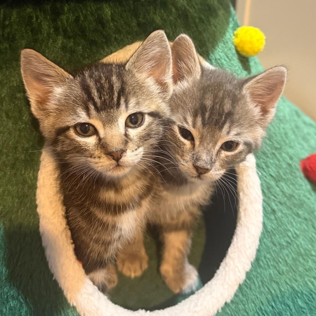 Juri Han, a Adoptable Domestic Short Hair in Redmond, WA image 3/3