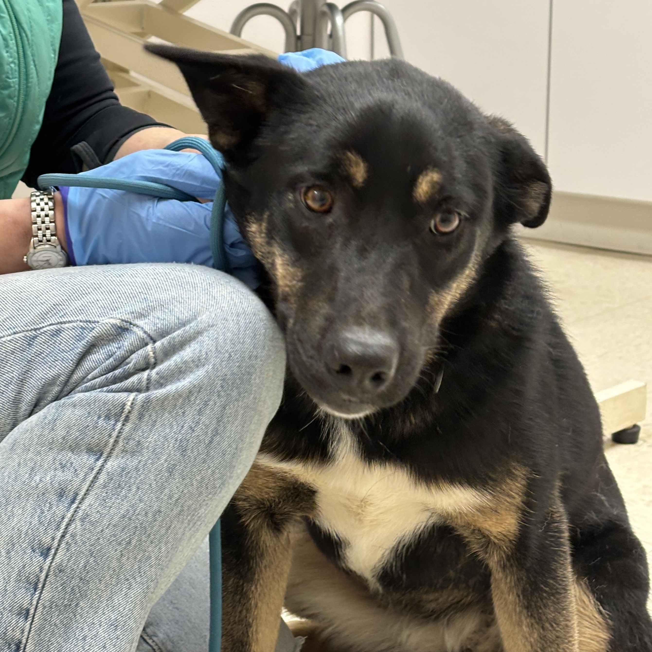 Zennia- COME MEET ME Jan 19!, Adoptable, Puppy Female Australian Shepherd & Labrador Retriever.