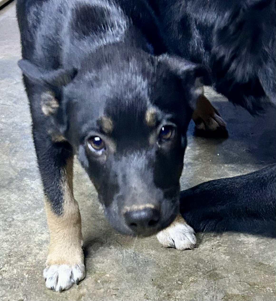 Enlarge Zennia, a Adoptable mixed breed in Medfield, MA image 3/4