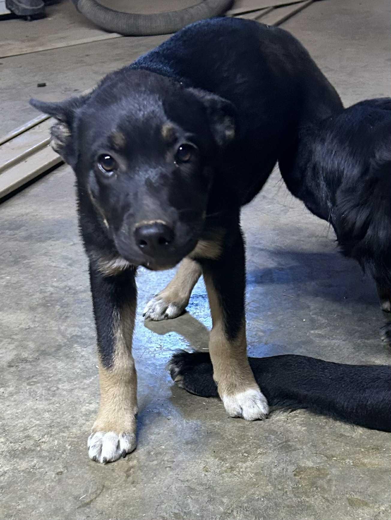 Zennia, Adoptable, Puppy Female Australian Shepherd & Labrador Retriever.