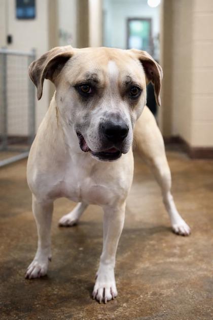 Sam, Adoptable, Adult Male Labrador Retriever & Pit Bull Terrier.