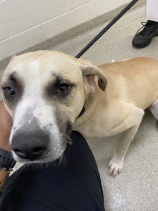 Enlarge Sam, a Adoptable mixed breed in Cincinnati, OH image 3/3
