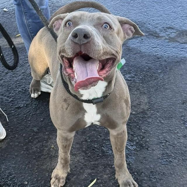 HOWDY, Adoptable, Young Male Pit Bull Terrier.