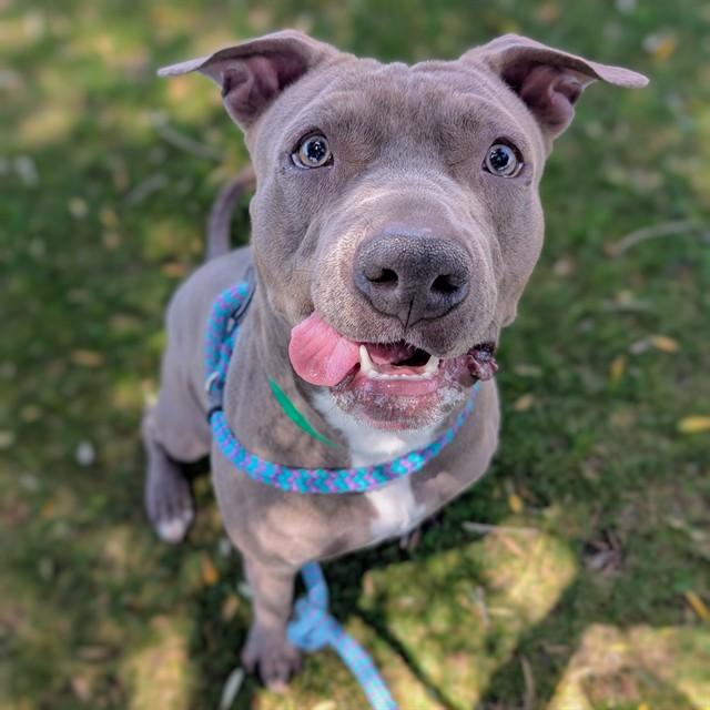 HOWDY, Adoptable, Young Male Pit Bull Terrier.